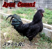 『HP開設』◆◆◆アヤム・セマニ☆Ayam Cemani☆有精卵4個☆Ａライン☆_画像3