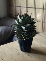 Agave titanota fo076 no name / アガベ チタノタ / Agave oteroi / リュウゼツラン / 多肉植物_画像2