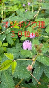 可愛いピンクのポワポワの花　オジギソウの種　令和５年　５０粒