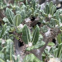 実生 タッキー パキポディウム Pachypodium ‘Tackyi’ コーデックス 塊根植物 親株縮葉 多肉植物 グラキリス_画像10