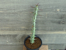 ユーフォルビア グリーンウェイ Euphorbia greenwayii　ユーホルビア_画像2