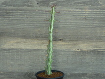 ユーフォルビア グリーンウェイ Euphorbia greenwayii　ユーホルビア_画像3