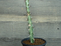 ユーフォルビア グリーンウェイ Euphorbia greenwayii　ユーホルビア_画像4