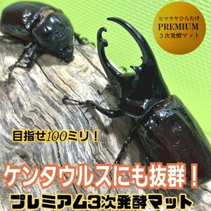 ケンタウルスにも抜群！ギネス狙いに！　進化した！プレミアム3次発酵カブトムシマット【50L】特殊アミノ酸・バクテリア強化配合！産卵にも