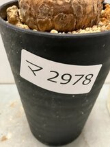 マ2978 「多肉植物】ユーフォルビア スパポダ　植え【未発根・Euphorbia subapoda・スパポーダ・マダガスカル】_画像3