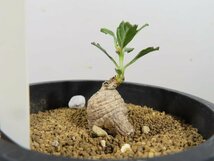 マ2027 「塊根植物」プテロディスカス エリオッティ　植え【発根・Pterodiscus elliottii・多肉植物】_画像5