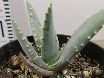 マ2556 「多肉植物」アロエ　ピランシー　植え【Aloe pillansii・発根・美株・実生】_画像4