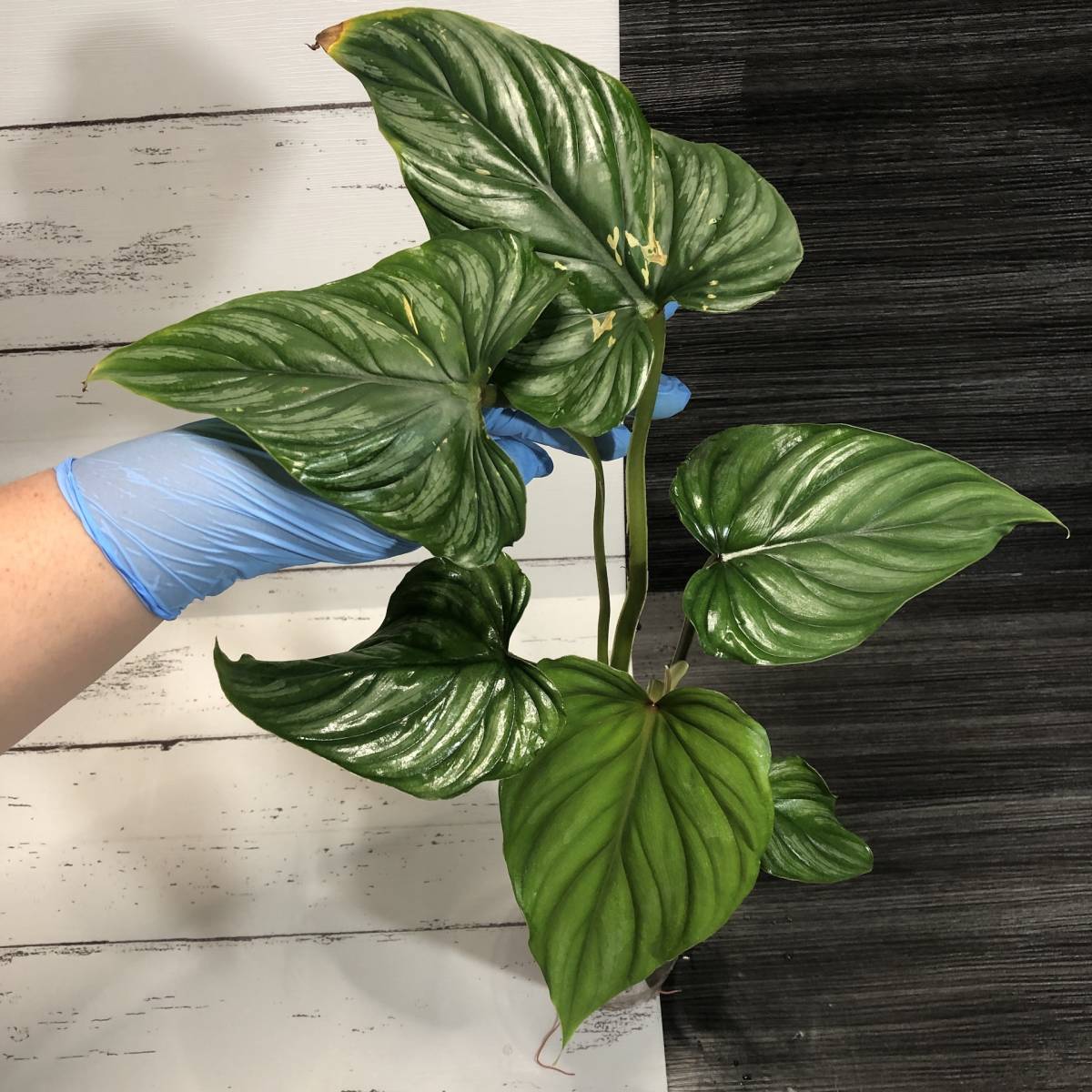 ヤフオク! -「アンスリウム」(モンステラ) (観葉植物)の落札相場・落札価格