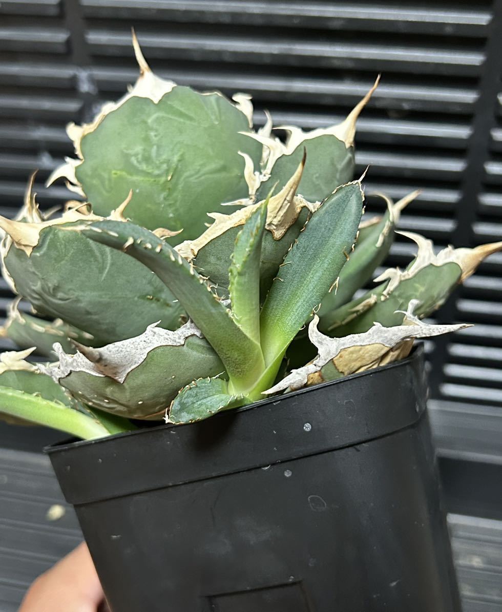 ヤフオク! -「シャー」(アガベ) (観葉植物)の落札相場・落札価格