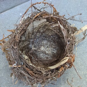  bird. nest * largish . strong making. nest. * nature / objet d'art /... nest /6
