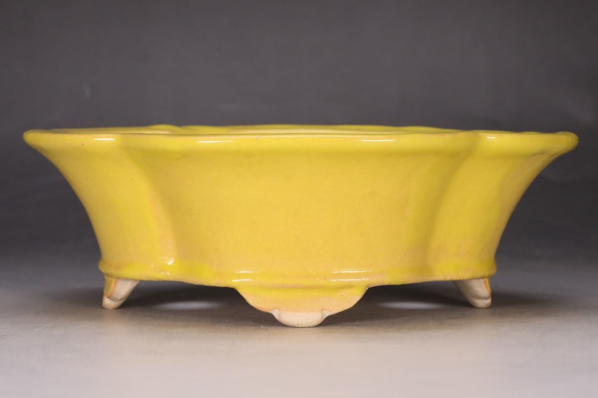 2023年最新】ヤフオク! -木瓜 鉢の中古品・新品・未使用品一覧