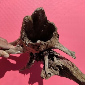 北海道の流木(海で採取)36cm　アクアリウム　オブジェ　爬虫類　鑑賞用