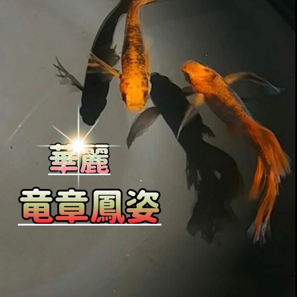 竜章鳳姿 50個 ＋αブラックリム ヒレ長 魚 エサ 卵 三色 星田めだか様血統