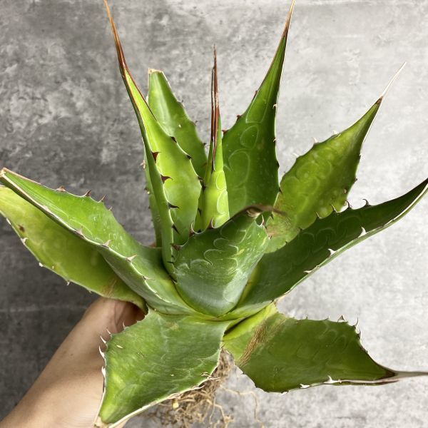 即出荷】 アガベ モンタナ ※選抜個体※ BIGSKY ➀ 植物/観葉植物