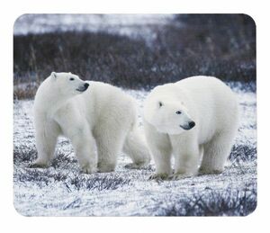 つがいのホッキョクグマのマウスパッド（フォトパッド）