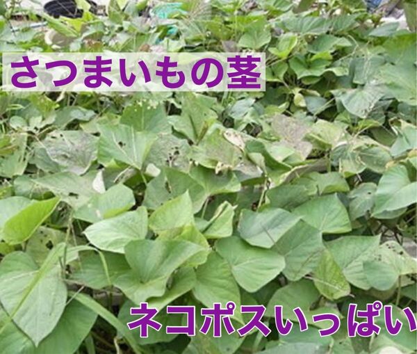 さつまいもの茎 ネコポスいっぱい