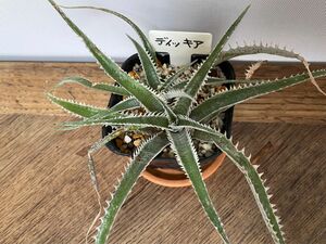 ディッキア　dyckia 子株2株植え　