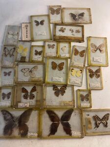 chou specimen 1950 period elementary school student. hobby art insect butterfly retro antique Vintage 