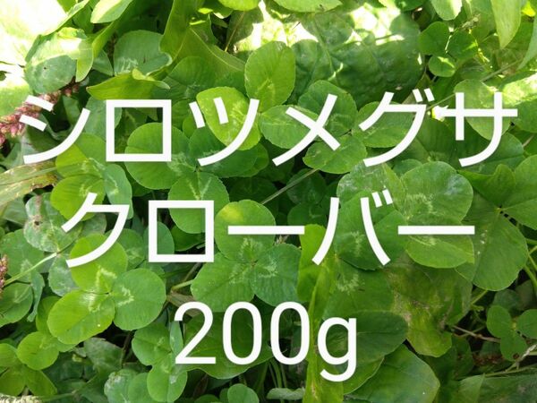 シロツメクサ(クローバー)　約200g 新鮮　農薬不使用