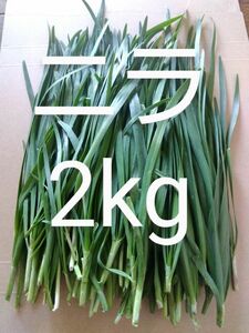 1番ニラ　2kg 新鮮 農薬不使用 天然物