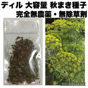 ディル　種子　完全無農薬　無除草剤　有機栽培　オーガニック　大容量　