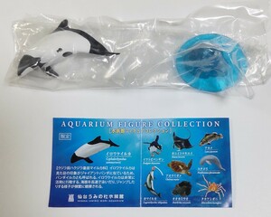 イロワケイルカ 日本の水族館 仙台うみの杜水族館限定 水族館フィギュアコレクション 海洋堂 検 非売品 ボトルキャップ 立体生物図録