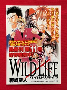 藤崎聖人／WILDLIFE ワイルドライフ 第11巻 小学館 店頭告知用POPカード 非売品 当時モノ 希少 A14234