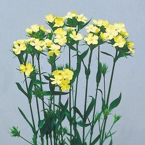 【花の種】約１１０粒　ダイアンサス　ナッピー　なでしこ　　0.25ml 　珍しいイエローナデシコ　黄色　４種郵便にて発送