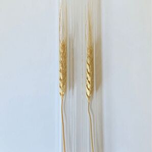 試験管 3本セット 植物付き