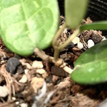 観葉植物　ホヤ パラシティカ ブラックエッジ　Hoya parasitica black edge　　ブラックマージン　　ポットごと　ハンギング向け_画像6