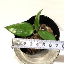観葉植物　ホヤ パラシティカ ブラックエッジ　Hoya parasitica black edge　　ブラックマージン　　ポットごと　ハンギング向け_画像7
