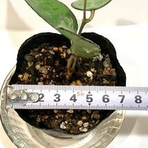 観葉植物　ホヤ パラシティカ ブラックエッジ　Hoya parasitica black edge　　ブラックマージン　　ポットごと　ハンギング向け_画像8