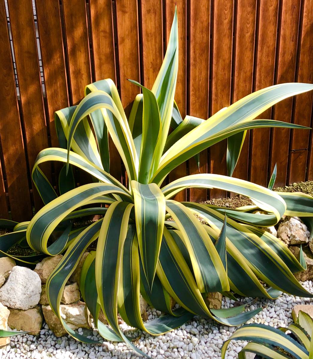 ヤフオク! -「ベリー」(アガベ) (観葉植物)の落札相場・落札価格