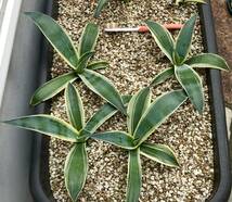 ４苗セット！　アガベ・ウエベリー アリゾナスター① Agave weberi variegata "Arizona Star"_画像4