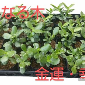 縁起物 縁起が良い 金のなる木 多肉植物 抜き苗 根付き