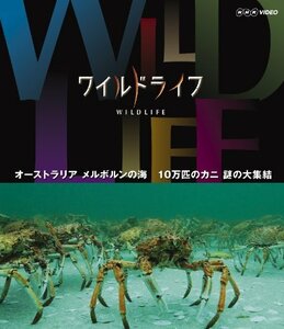 ワイルドライフ オーストラリア メルボルンの海 10万匹のカニ 謎の大集結 [Blu-ray](中古品)　(shin