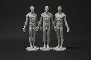 Male Anatomy Figure Collection: Planar, Ecorche and Skin - Anatomical (未使用品)　(shin