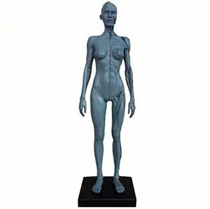 高品質 人体模型 筋肉模型 30cm 医学模型 人体解剖 医学書 教育 整形外科 (未使用品)　(shin