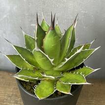 アガベ ホリダ agave horrida 34_画像1