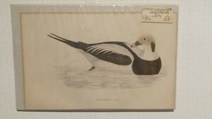 イギリス アンティーク 野鳥の絵 コオリガモ Long -tailed Duck バードウォッチング