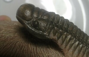 Big化石三葉虫モロッコ産 Crotalocephalus Gibbus