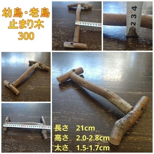 . bird,. bird for perch (TOY-08-038) 300