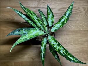 アグラオネマ　ピクタム　トリカラー Aglaonema pictum tricolor