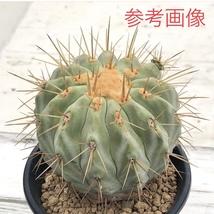 22 自家採取種子 10粒 コピアポア ギガンティア Copiapoa gigantea 検索 @Leafy works 黒王丸_画像3