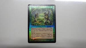 MTG　樺の知識のレインジャー　Birchlore Rangers　FOIL フォイル　日本語版　1枚　マジック・ザ・ギャザリング