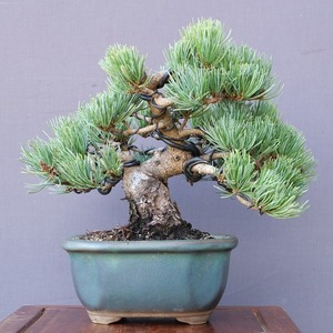 ( stock ) one ... island . leaf pine shohin bonsai |..25 year 