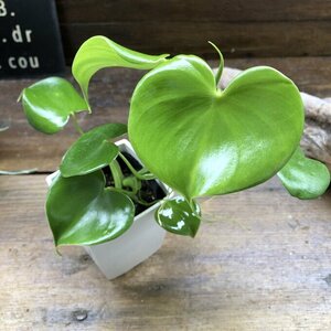 Heart firoten Delon Heart type decorative plant 