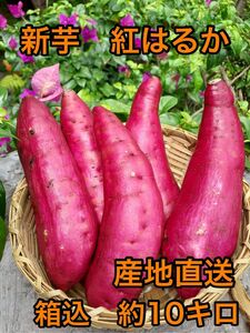 鹿児島県産　新芋紅はるか　箱込　約10キロサイズS〜Lクラス