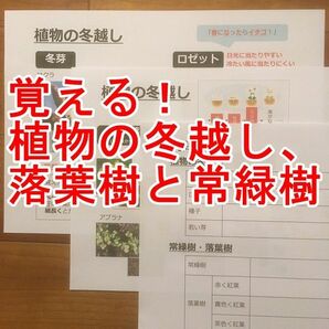 【期間限定特価】植物の冬越し、落葉樹と常緑樹