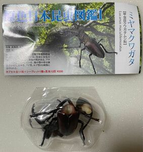 原色日本昆虫図鑑I ミヤマクワガタ